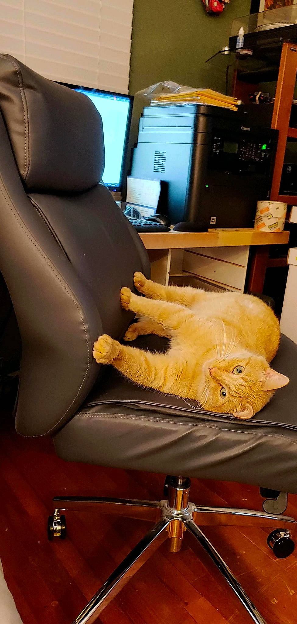 Ritchie is registered to the contest to win money with this photo: carnivore, cat, chair, comfort, computer, computer_keyboard, computer_monitor, desktop_computer, display_device, felidae, fur, human_body, human_leg, input_device, machine, peripheral, personal_computer, small_to_medium_sized_cats, television_set, whiskers