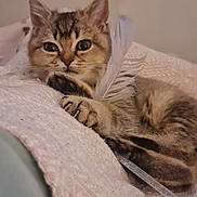 Avon a rejoint le concours — aidez-le/la à gagner de superbes lots ! animal, blanket, cat, claw, closeup, cozy, curious, cute, feather, fur, indoor, mammal, paw, pet, relaxed, resting, sleepy, tabby, texture, whiskers