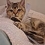 animal, blanket, cat, claw, closeup, cozy, curious, cute, feather, fur, indoor, mammal, paw, pet, relaxed, resting, sleepy, tabby, texture, whiskers