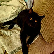 Shadow joined the competition — help win amazing prizes! black_cat, cat, pet, animal, amber_eyes, couch, furniture, towel, indoor, relaxing, cozy, feline, whiskers, paw, fur, looking_up, domestic_cat, home, resting, comfort