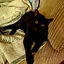 black_cat, cat, pet, animal, amber_eyes, couch, furniture, towel, indoor, relaxing, cozy, feline, whiskers, paw, fur, looking_up, domestic_cat, home, resting, comfort