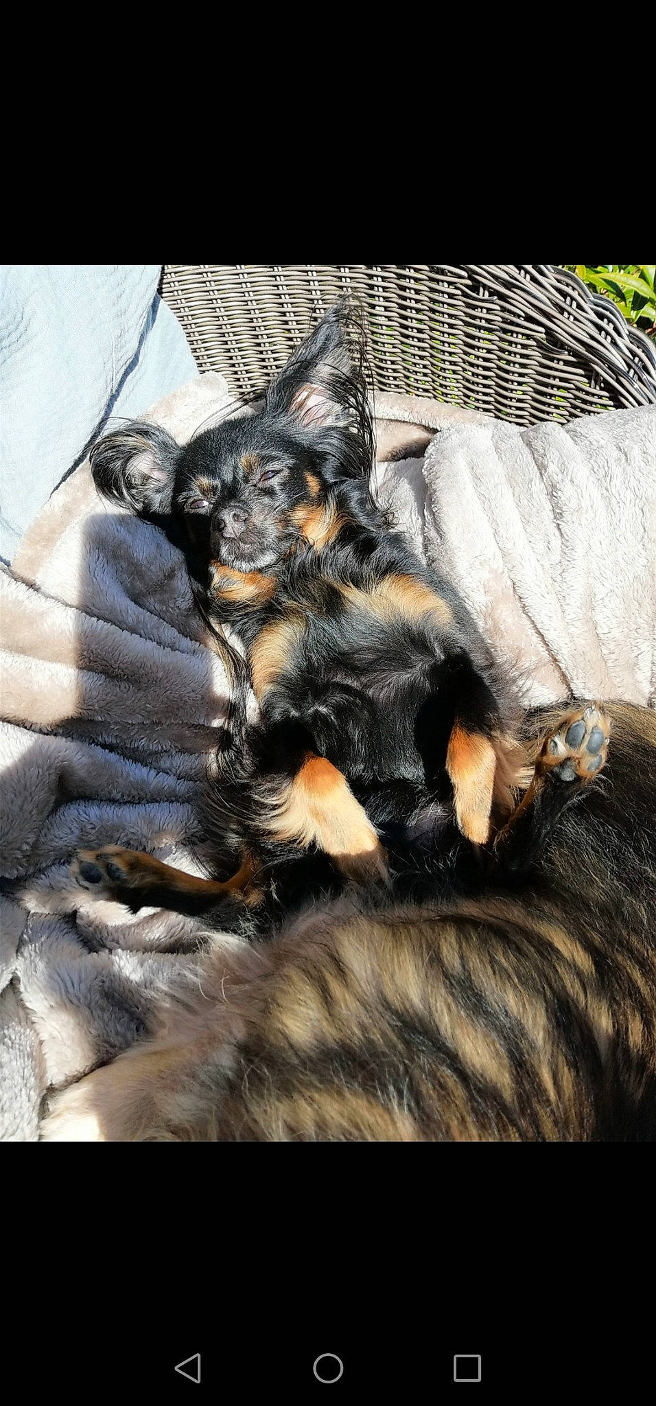 Maggie joined the competition — help win amazing prizes! canidae, carnivore, companion_dog, dog, dog_breed, guard_dog, jagdterrier, mammal, miniature_pinscher, pinscher, prazsky_krysarik, puppy, sporting_group, terrier, toy_dog, vertebrate, yorkshire_terrier