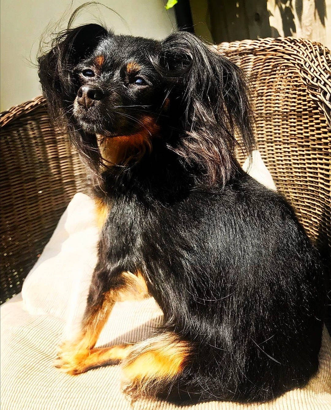 Maggie is registered to the contest to win money with this photo: canidae, carnivore, companion_dog, dog, dog_breed, gordon_setter, hovawart, hunting_dog, mammal, puppy, rare_breed_dog, setter, spaniel, sporting_group, vertebrate