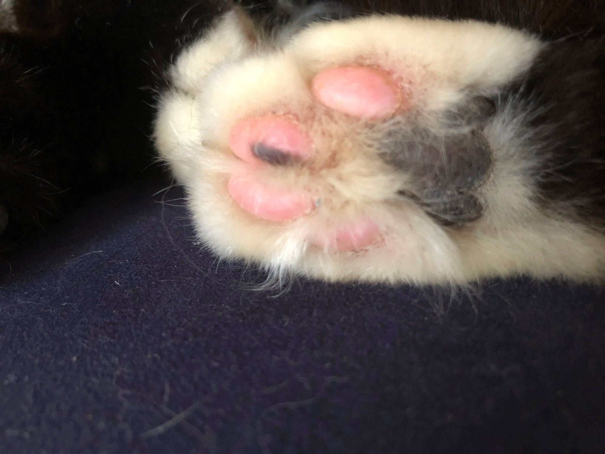 Gipsy a rejoint le concours — aidez-le/la à gagner de superbes lots ! canidae, carnivore, cat, claw, dog_breed, domestic_short_haired_cat, fang, felidae, foot, fur, mouse, paw, pest, small_to_medium_sized_cats, tail, toe, whiskers, wildlife, yawn