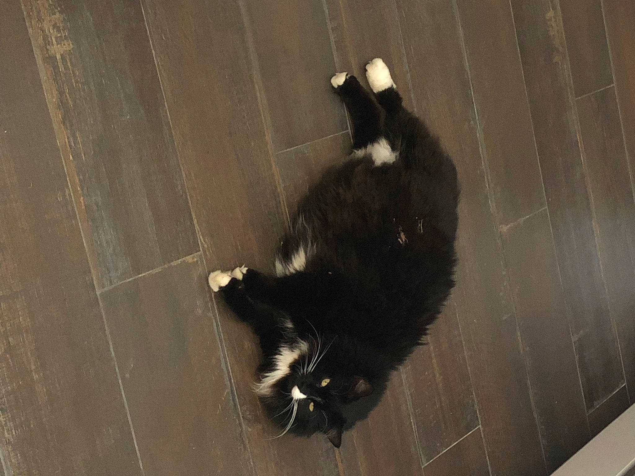 Gipsy participe au concours pour gagner de l'argent avec cette photo : black_cat, canidae, carnivore, cat, claw, dog_breed, domestic_short_haired_cat, felidae, flooring, fur, paw, shadow, small_to_medium_sized_cats, snout, sporting_group, tail, terrestrial_animal, tints_and_shades, whiskers, wood