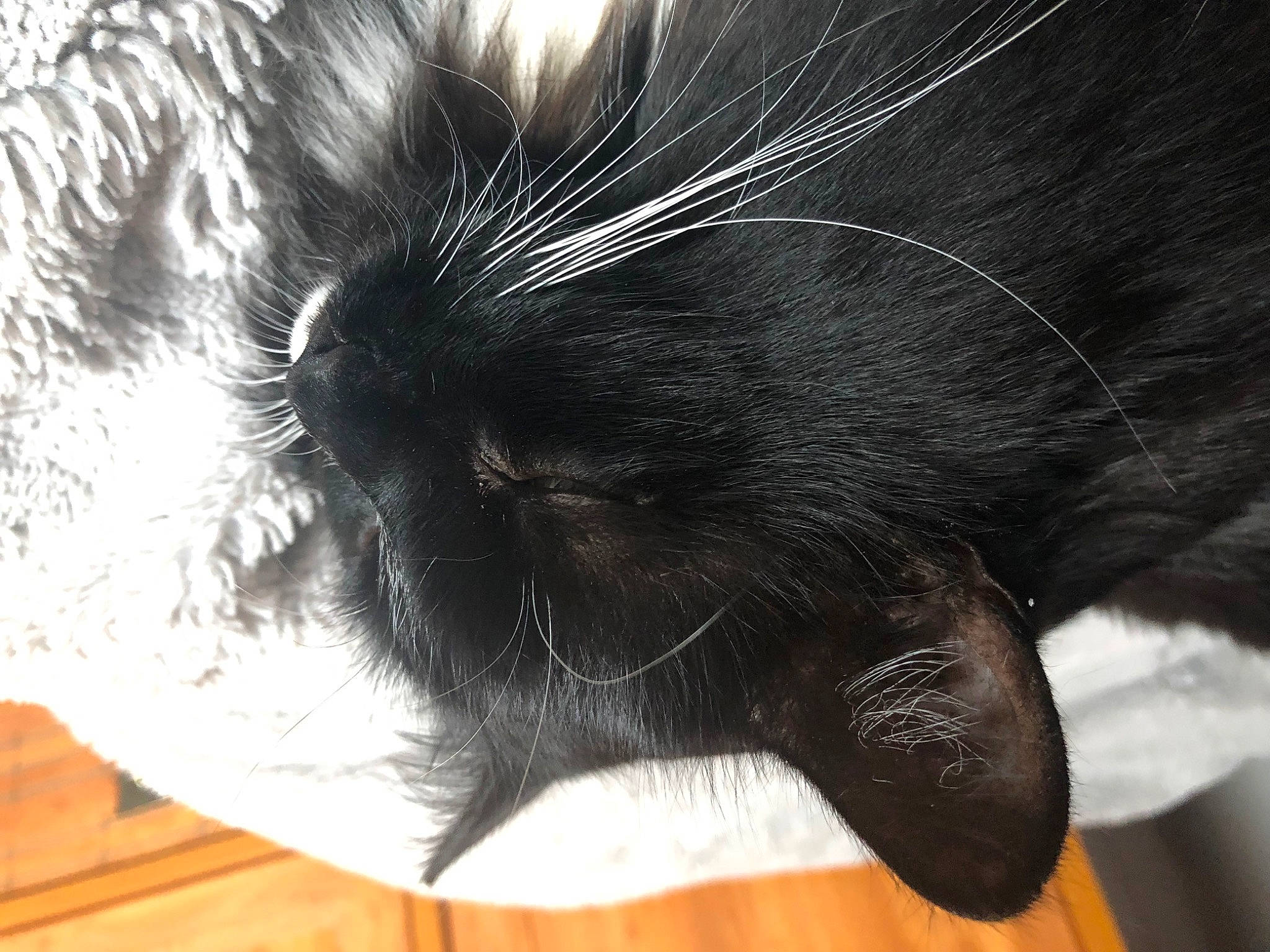 Gipsy a rejoint le concours — aidez-le/la à gagner de superbes lots ! black_cat, carnivore, cat, claw, comfort, domestic_short_haired_cat, ear, felidae, foot, fur, gesture, hardwood, nap, paw, sleep, small_to_medium_sized_cats, snout, tail, whiskers