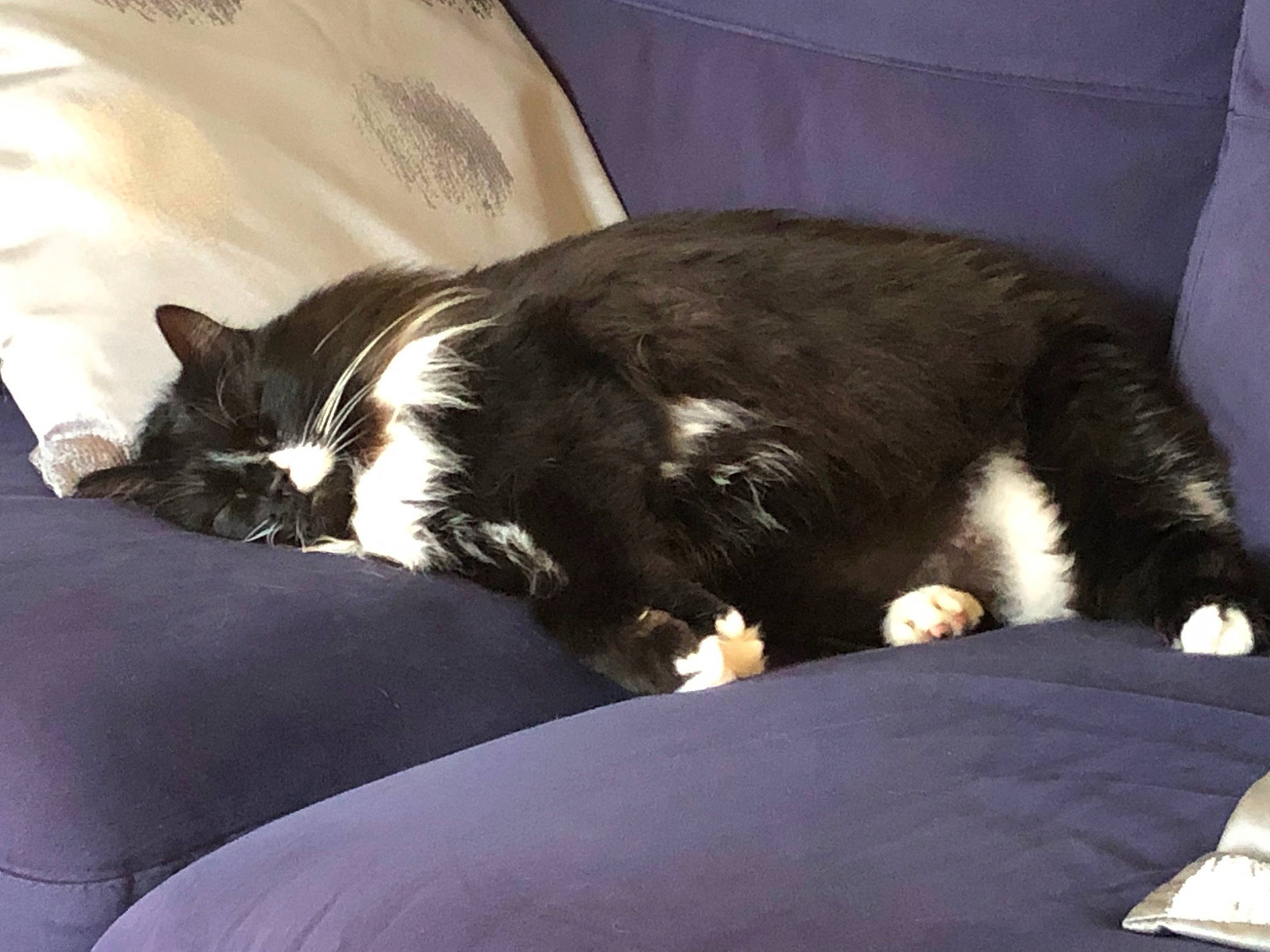 Gipsy participe au concours pour gagner de l'argent avec cette photo : bed, bedding, black_cat, carnivore, cat, claw, comfort, domestic_short_haired_cat, felidae, fur, linens, nap, sleep, small_to_medium_sized_cats, tail, tints_and_shades, whiskers