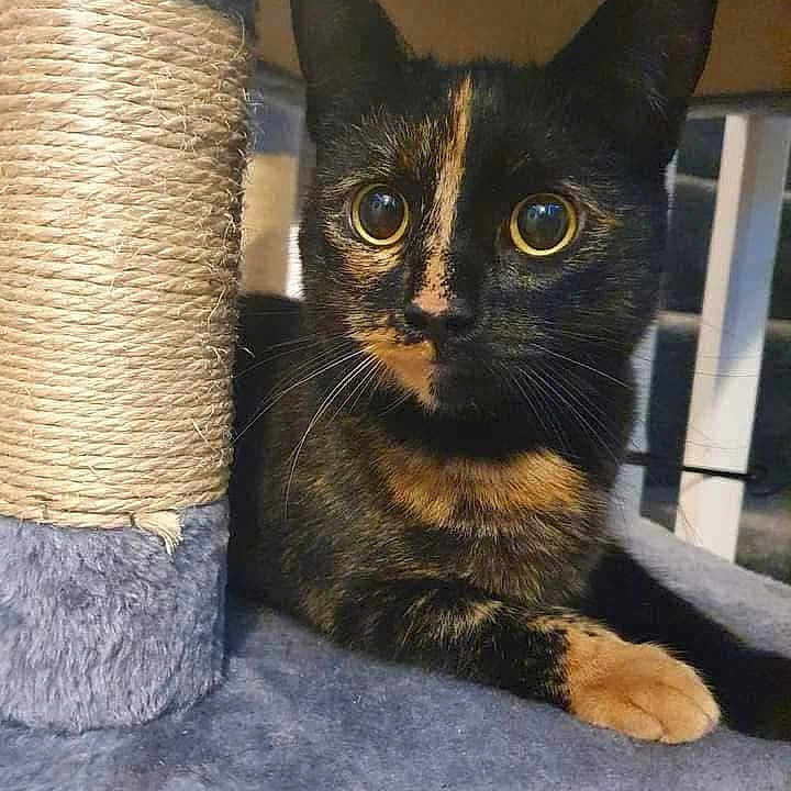 Nala Mason Petch joined the competition — help win amazing prizes! abyssinian, angora, animal, blackcat, brasssection, cat, cushion, egyptiancat, homedecor, horn, kitten, manx, musicalinstrument, pet