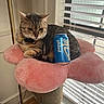 cat, tabby, pet, feline, pink_pillow, flower_shaped, soda_can, blue_can, indoor, window_blinds, natural_light, relaxed, perch, collar, home, floor_lamp, cozy, domestic, resting, animal