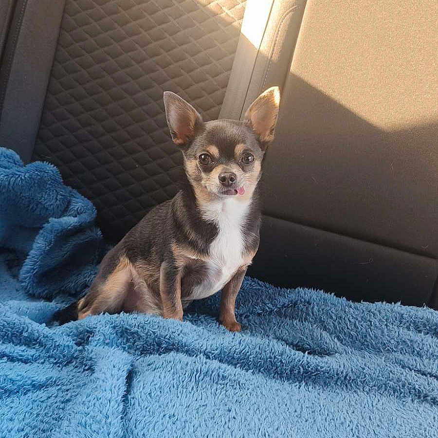 Shadow a rejoint le concours — aidez-le/la à gagner de superbes lots ! animal, backseat, blanket, blue_blanket, car_interior, chihuahua, companion, cozy, cute, dog, ears, fur, indoors, pet, quilted_seat, shadow, sitting, small_dog, sunlight, tongue_out
