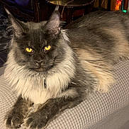 Simba joined the competition — help win amazing prizes! cat, fluffy, long_hair, yellow_eyes, pet, indoor, relaxed, feline, animal, mammal, resting, closeup, portrait, domestic_cat, fur, whiskers, paw, tabby, cute, cozy