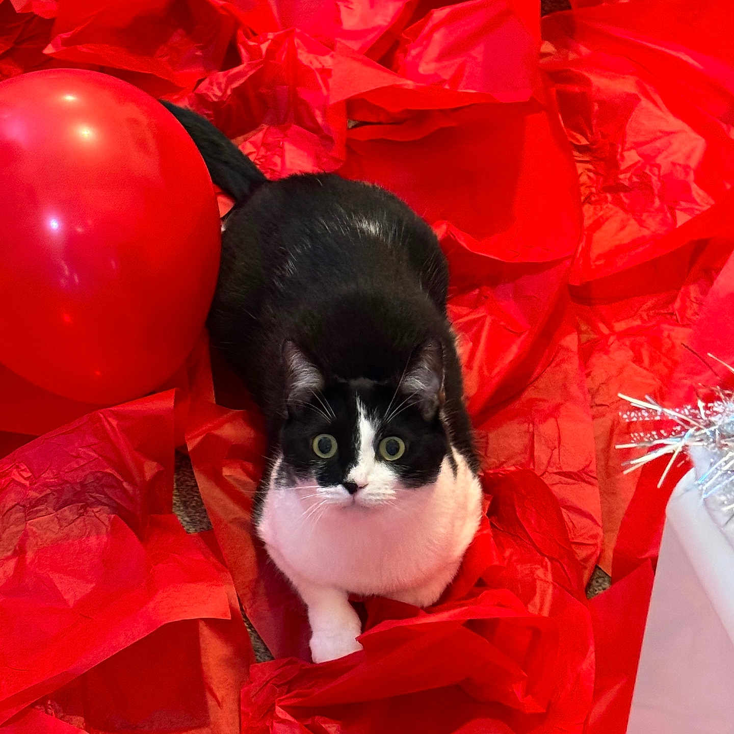 Chico joined the competition — help win amazing prizes! animal, balloon, black_and_white_cat, cat, celebration, close_up, curious, cute, decorations, festive, fur, holiday, indoor, pet, playful, red_tissue_paper, sitting, tissue_paper, whiskers, wide_eyes