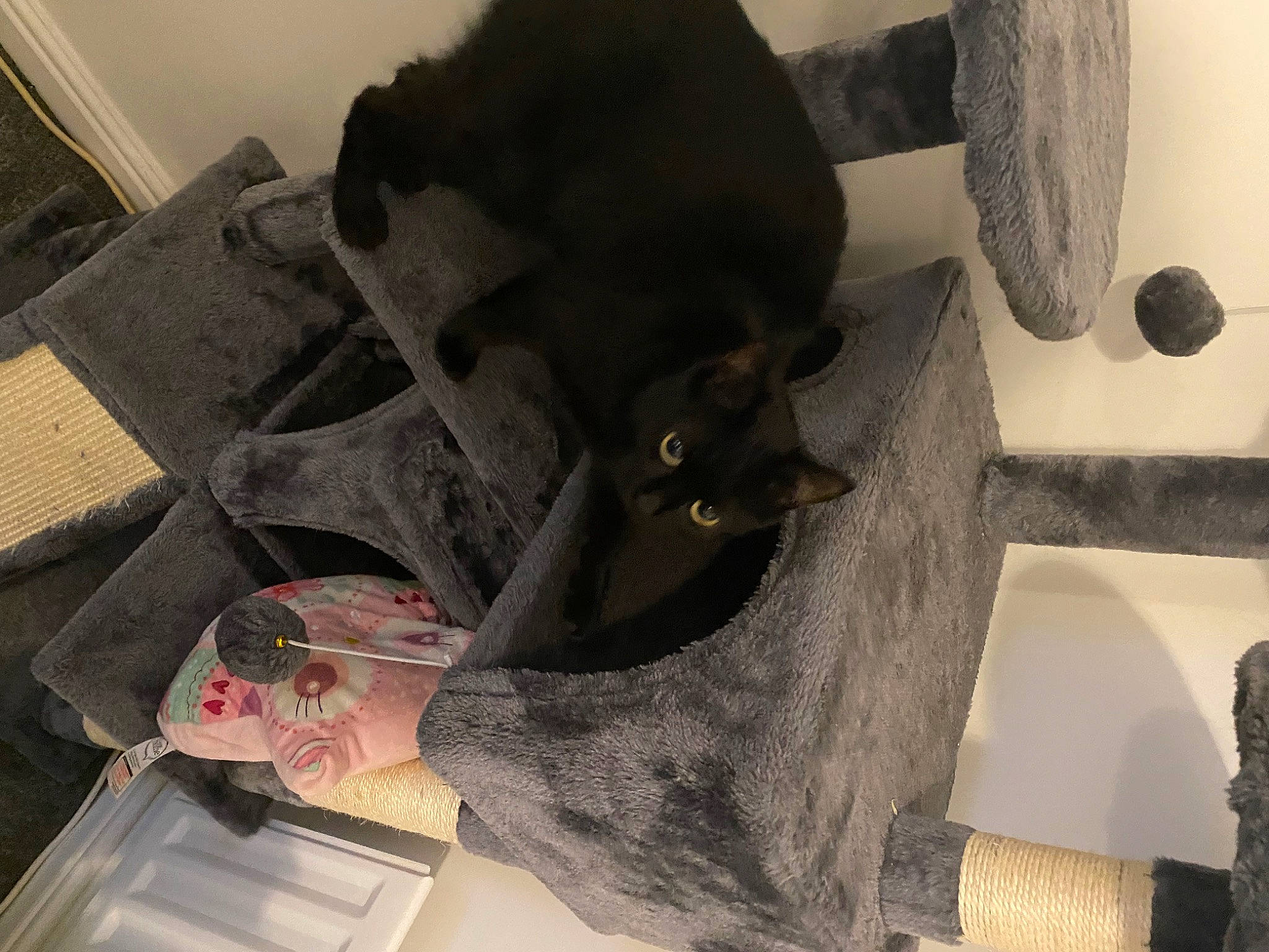 Misty is registered to the contest to win money with this photo: art, carmine, carnivore, cat, comfort, domestic_short_haired_cat, felidae, flooring, fur, grey, hat, headgear, paper, room, sculpture, small_to_medium_sized_cats, tail, visual_arts, whiskers, wood