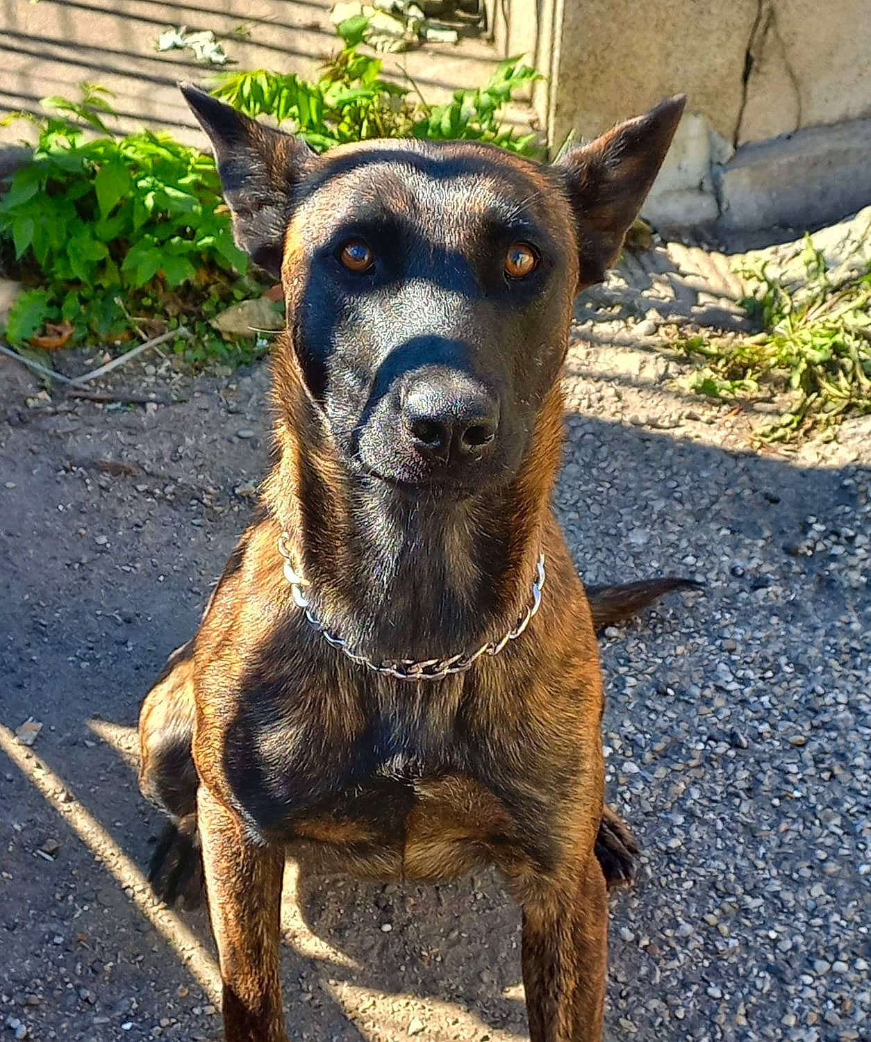 Rusia participe au concours pour gagner de l'argent avec cette photo : canidae, carnivore, collar, companion_dog, dog, dog_breed, dog_collar, fawn, fur, grass, guard_dog, pet_supply, plant, road_surface, snout, sporting_group, terrestrial_animal, whiskers, working_animal, working_dog