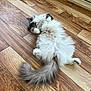 Tymka participe au concours pour gagner de l'argent avec cette photo : animal, cat, cute, domestic_animal, flooring, fluffy, fur, gray, indoor, long_hair, lying_down, mammal, paws, pet, relaxed, sleepy, tail, whiskers, white, wooden_floor