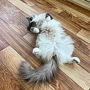 Tymka a rejoint le concours — aidez-le/la à gagner de superbes lots ! animal, cat, cute, domestic_animal, flooring, fluffy, fur, gray, indoor, long_hair, lying_down, mammal, paws, pet, relaxed, sleepy, tail, whiskers, white, wooden_floor