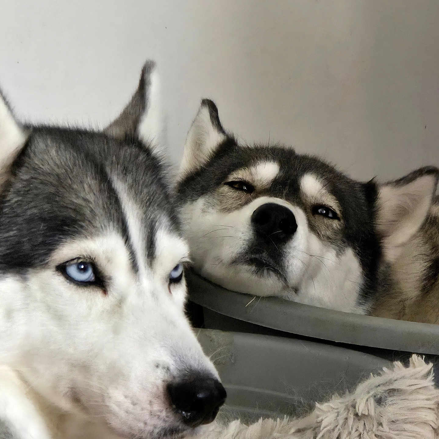 Fenrir