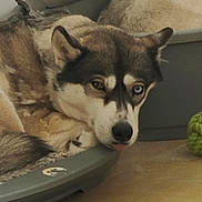 Fenrir participe au concours pour gagner de l'argent avec cette photo : dog, husky, dog_bed, indoor, pet, heterochromia, animal, resting, tongue_out, floor, toy, closeup, fur, ears, face, canine, sleepy, cozy, home, relaxed