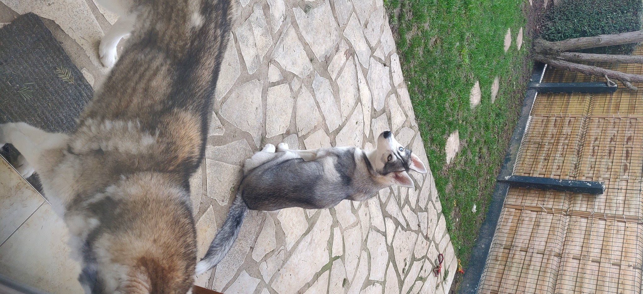 Maze a rejoint le concours — aidez-le/la à gagner de superbes lots ! carnivore, dog_breed, fawn, felidae, ferret, fur, mustelidae, plant, shadow, small_to_medium_sized_cats, snout, sporting_group, tail, terrestrial_animal, whiskers, wildlife