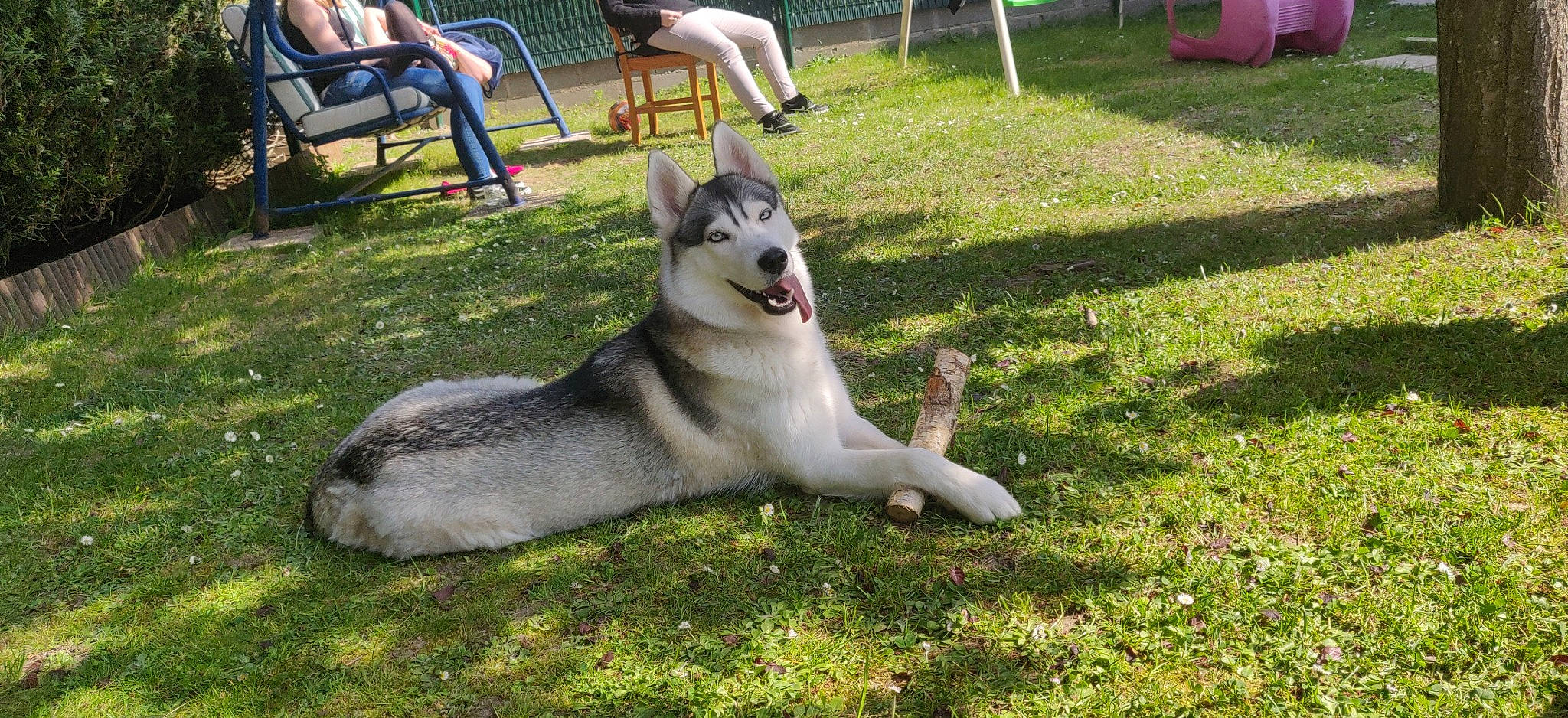 Maze a rejoint le concours — aidez-le/la à gagner de superbes lots ! canidae, carnivore, chair, companion_dog, dog, dog_breed, fang, fawn, grass, jaw, leisure, plant, recreation, sitting, snout, sporting_group, terrestrial_animal, wildlife, working_animal, working_dog