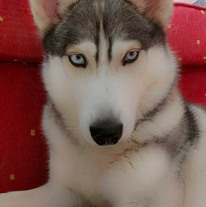 Maze participe au concours pour gagner de l'argent avec cette photo : carnivore, dog, dog_breed, fur, jaw, non_sporting_group, sled_dog, snout, terrestrial_animal, whiskers, wildlife, wolf, working_animal, working_dog
