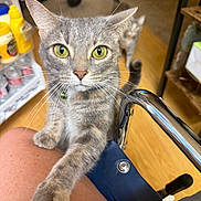 Beautrix joined the competition — help win amazing prizes! cat, gray_cat, kitten, animal, pet, feline, whiskers, green_eyes, yellow_eyes, ears, fur, paws, sitting, close_up, portrait, indoor, scooter, handlebars, wooden_floor, household