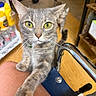 cat, gray_cat, kitten, animal, pet, feline, whiskers, green_eyes, yellow_eyes, ears, fur, paws, sitting, close_up, portrait, indoor, scooter, handlebars, wooden_floor, household