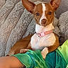 Asia is registered to the contest to win money with this photo: dog, small_dog, pet, brown_and_white, pink_collar, large_ears, blanket, soft_texture, resting, indoor, person_arm, green_sleeve, paw, cute, curious, relaxed, companion, animal, domestic, portrait