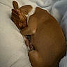 Asia joined the competition — help win amazing prizes! dog, sleeping, brown, white, blanket, cozy, pet, fur, animal, resting, cute, small, indoor, fur_texture, paw, relaxed, snuggle, comfort, warm, nap