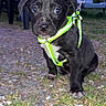 puppy, dog, black_dog, harness, leash, outdoor, grass, gravel, person, plastic_chair, evening, pet, animal, cute, curious, young_dog, canine, ground, nature, leash_hook