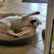 Banby participe au concours pour gagner de l'argent avec cette photo : dog, pet, dog_bed, white_dog, indoor, tile_floor, playful, paw_raised, relaxed, toy, plush_toy, cozy, floor_mat, cute, canine, animal, lying_down, domestic, companion, happy