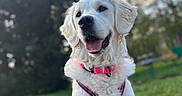 Banby a rejoint le concours — aidez-le/la à gagner de superbes lots ! dog, golden_retriever, pet, animal, outdoor, grass, harness, pink, happy, canine, nature, park, portrait, cute, fur, mammal, collar, playful, daylight, smiling