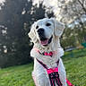 Banby a rejoint le concours — aidez-le/la à gagner de superbes lots ! dog, golden_retriever, pet, animal, outdoor, grass, harness, pink, happy, canine, nature, park, portrait, cute, fur, mammal, collar, playful, daylight, smiling