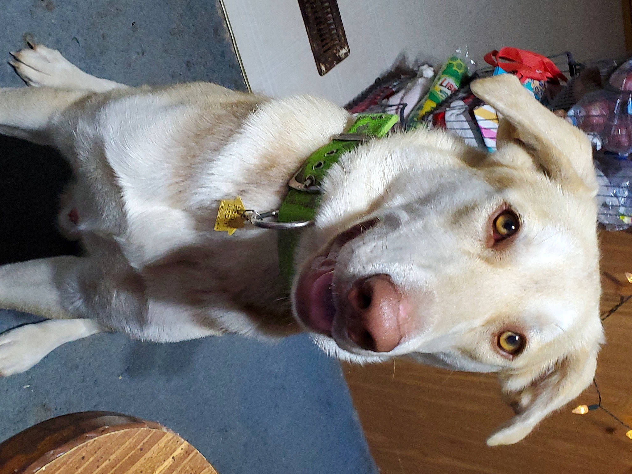 Judge joined the competition — help win amazing prizes! canidae, carnivore, collar, companion_dog, dog, dog_breed, dog_supply, fang, fawn, fur, guard_dog, jaw, leash, paw, small_to_medium_sized_cats, snout, sporting_group, whiskers, wood, working_animal