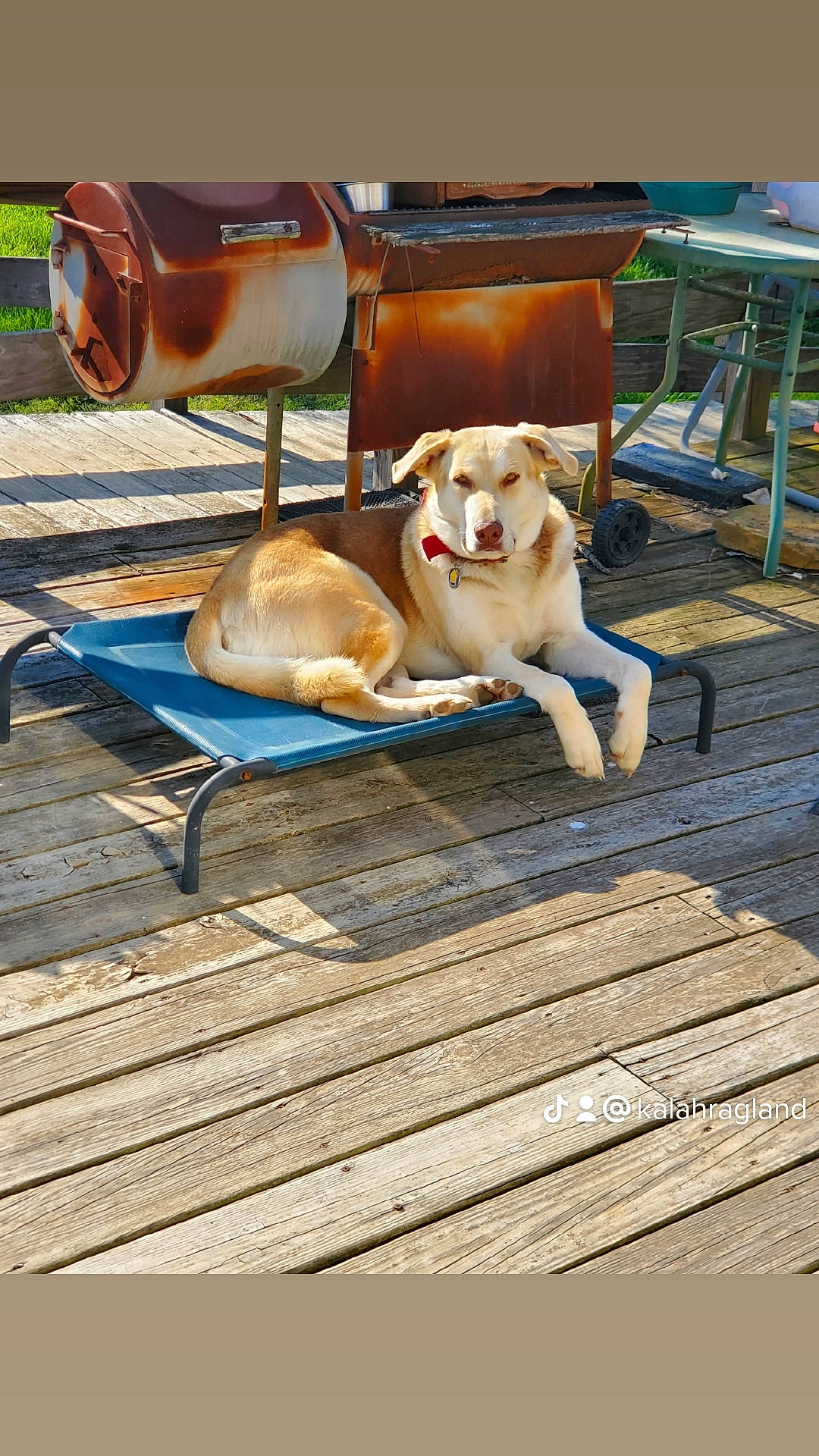 Judge joined the competition — help win amazing prizes! bench, canidae, carnivore, chair, comfort, companion_dog, deck, dog, dog_breed, fawn, furniture, hardwood, leisure, outdoor_furniture, pet_supply, plank, sporting_group, table, wood, working_animal