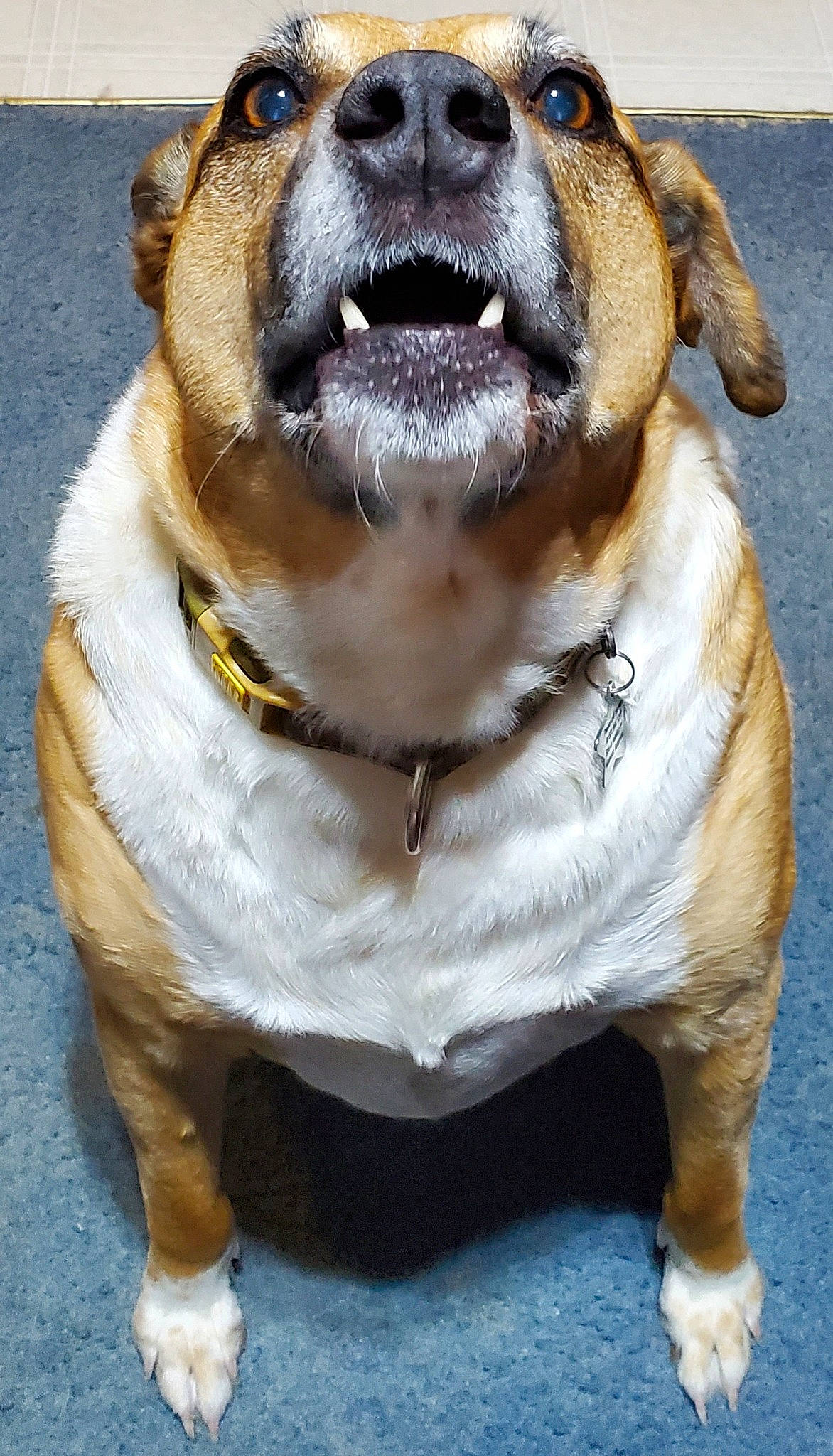 Tucker is registered to the contest to win money with this photo: canidae, carnivore, collar, companion_dog, dog, dog_breed, dog_collar, dog_supply, eyewear, fawn, fur, goggles, leash, pet_supply, snout, sporting_group, sunglasses, whiskers, working_animal, working_dog