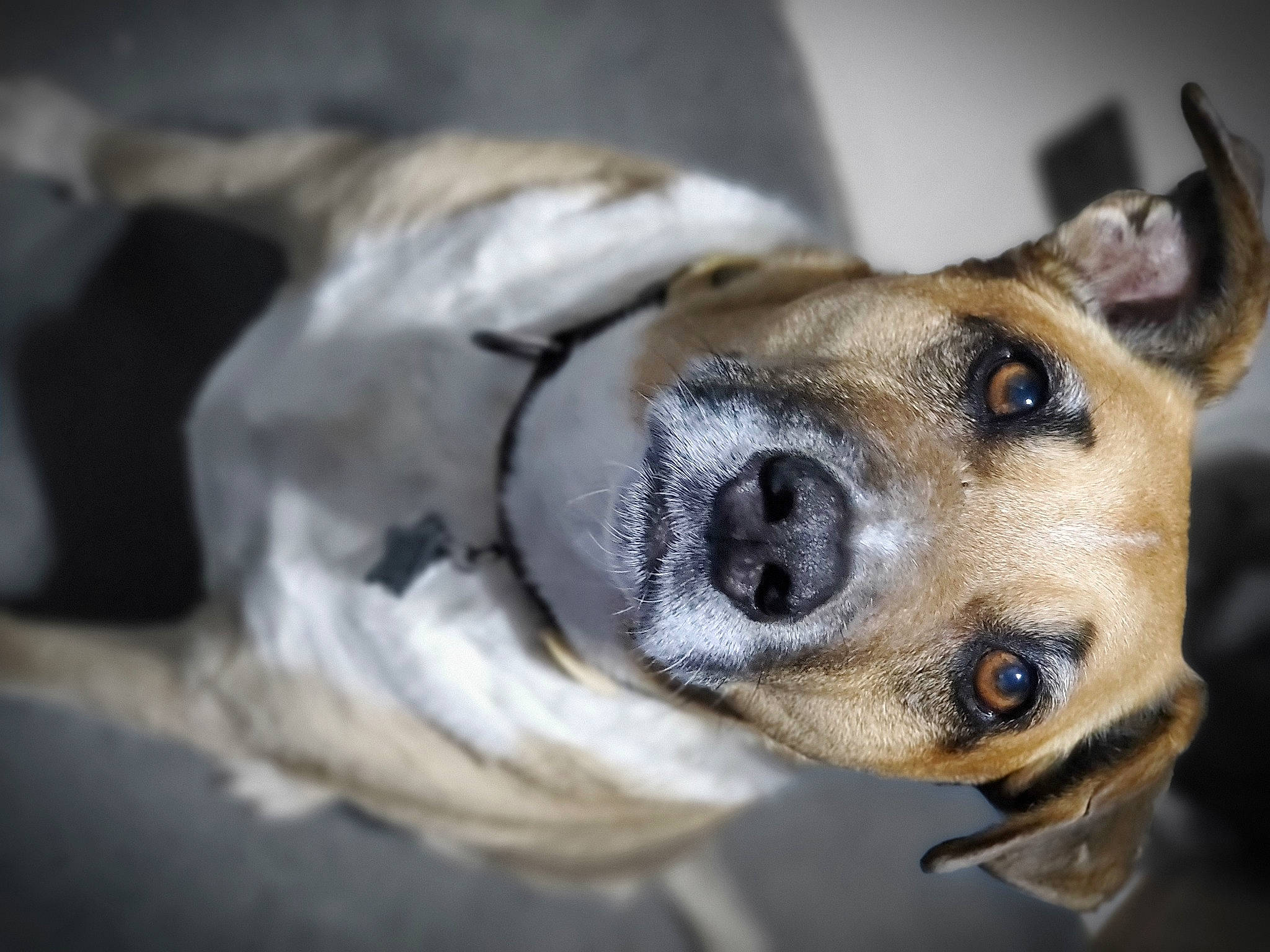 Tucker joined the competition — help win amazing prizes! canidae, carnivore, collar, companion_dog, dog, dog_breed, dog_collar, ear, fawn, fur, non_sporting_group, snout, sporting_group, street_dog, terrestrial_animal, whiskers, wildlife, working_animal, working_dog