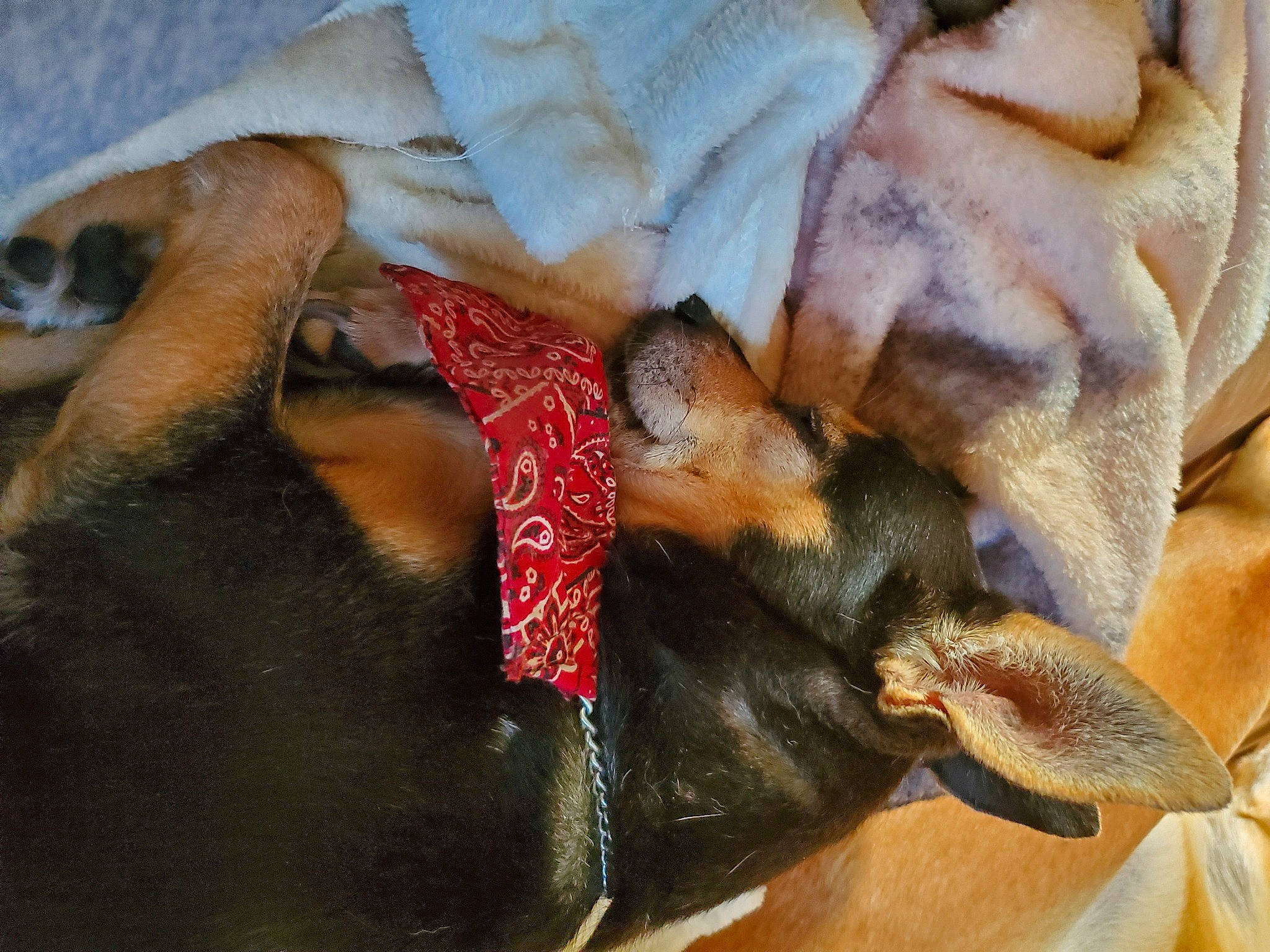 Sister joined the competition — help win amazing prizes! canidae, carnivore, dog, dog_breed, fawn, pinscher, snout, toy_dog