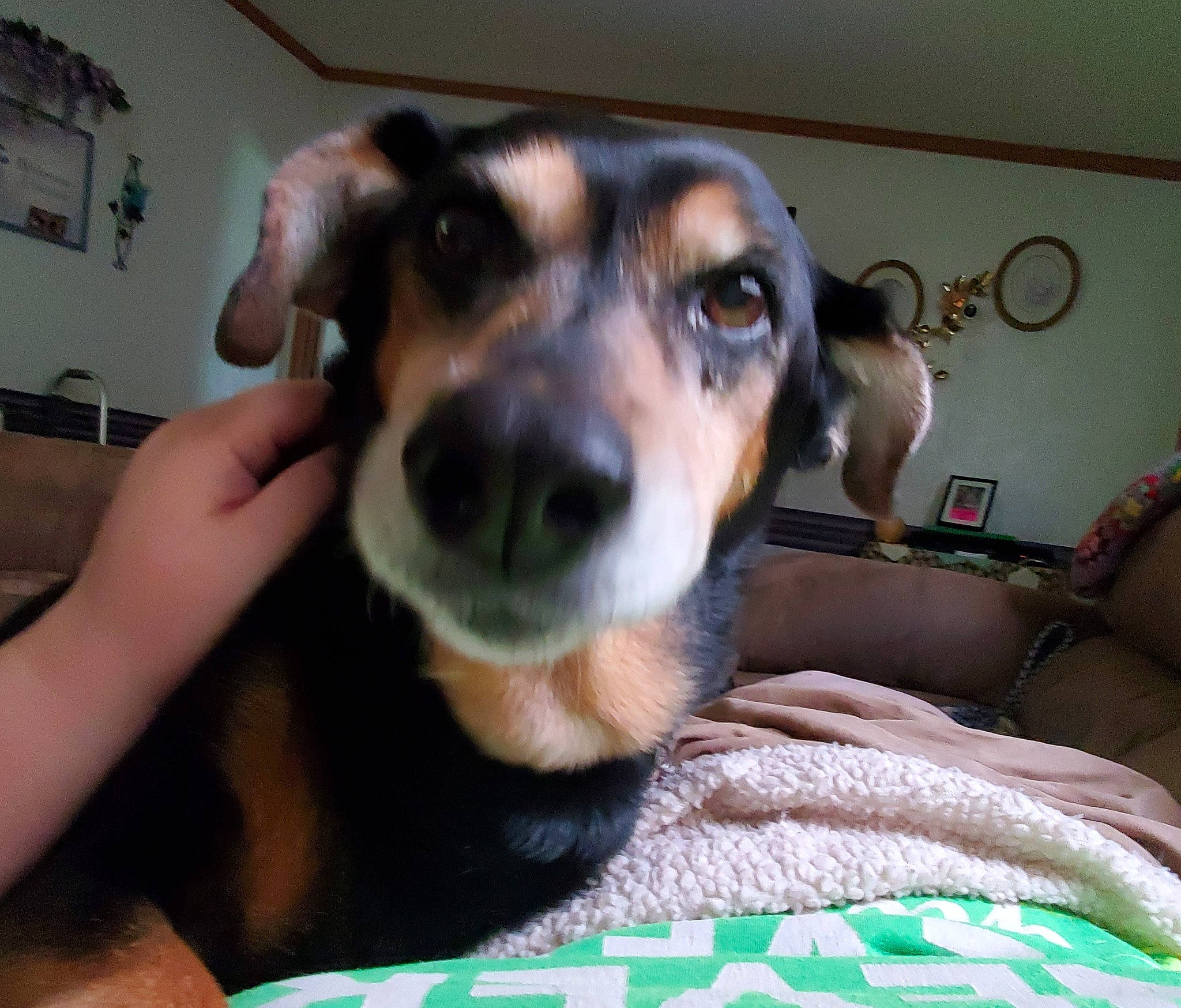 Lucy-loo joined the competition — help win amazing prizes! canidae, carnivore, dog, dog_breed, ear, huntaway, lurcher, mammal, nose, puppy, snout, vertebrate, whiskers