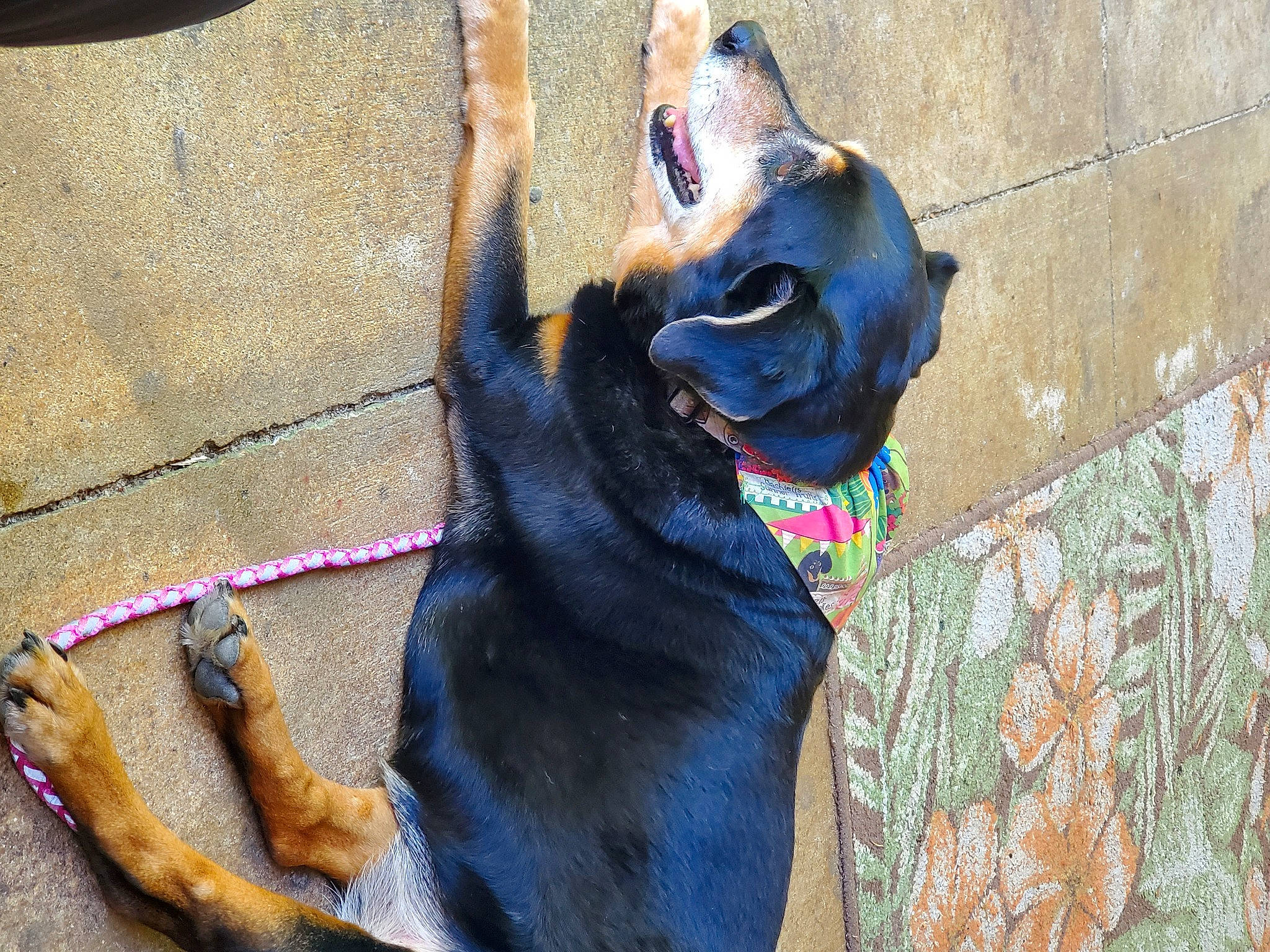 Lucy-loo is registered to the contest to win money with this photo: beauceron, canidae, carnivore, dobermann, dog, dog_breed, guard_dog, miniature_pinscher, pinscher, rottweiler, snout, sporting_group