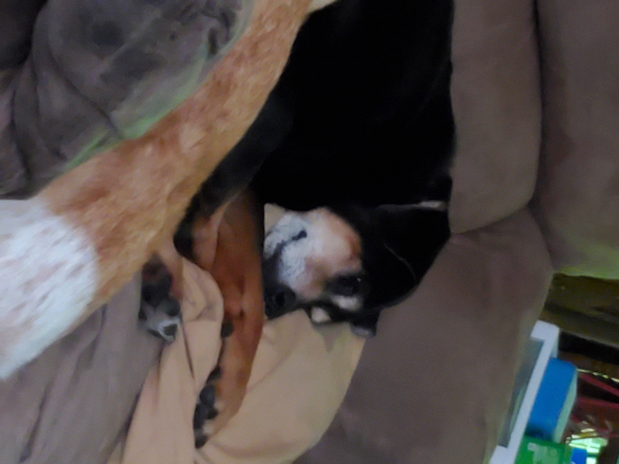 Lucy-loo joined the competition — help win amazing prizes! canidae, carnivore, cat, dairy_cow, dog_breed, fawn, felidae, non_sporting_group, snout, sphynx