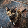 cat, tortoiseshell, feline, pet, animal, portrait, close_up, face, eyes, ears, whiskers, fur, multicolored, black, orange, brown, sitting, tail, sofa, indoors