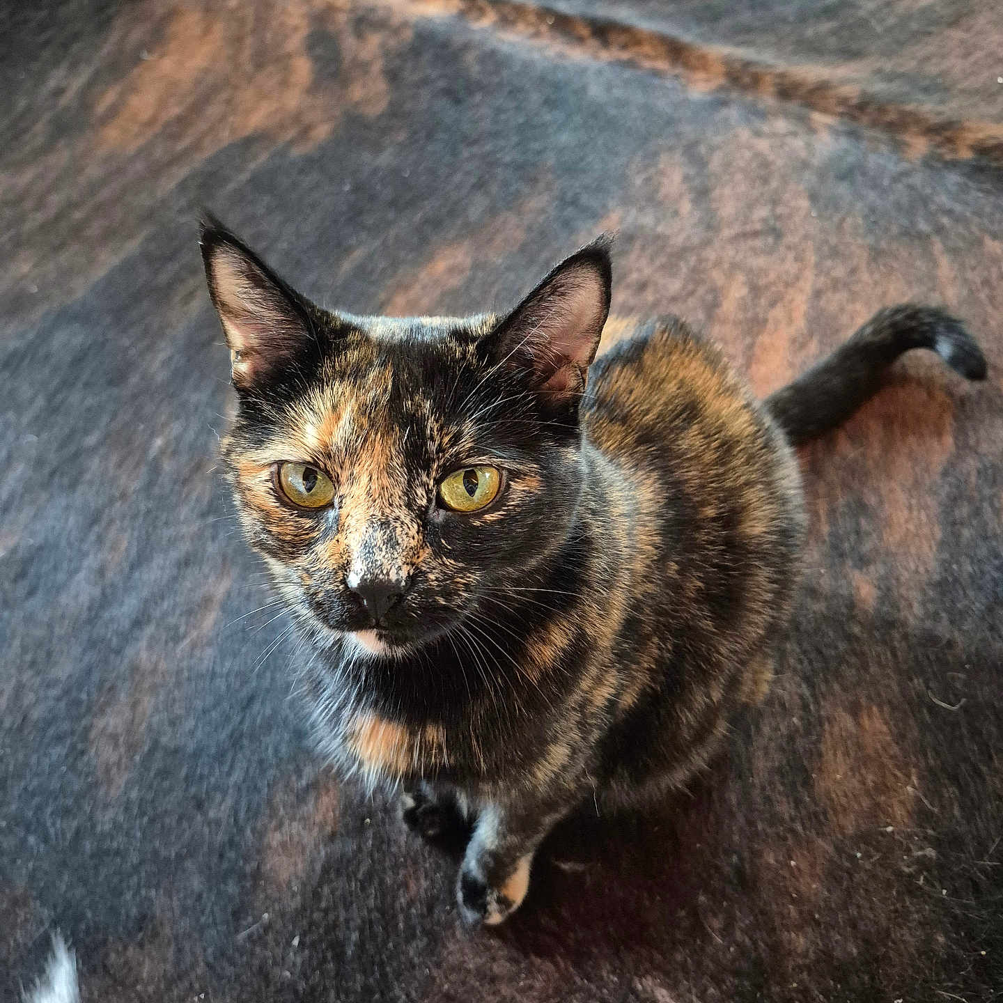 Dottie