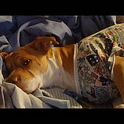 Major joined the competition — help win amazing prizes! advertising, bed, bedding, blanket, canidae, cloud, comfort, companion_dog, dog, font, fur, linens, photo_caption, service, sky, sleeve, sporting_group