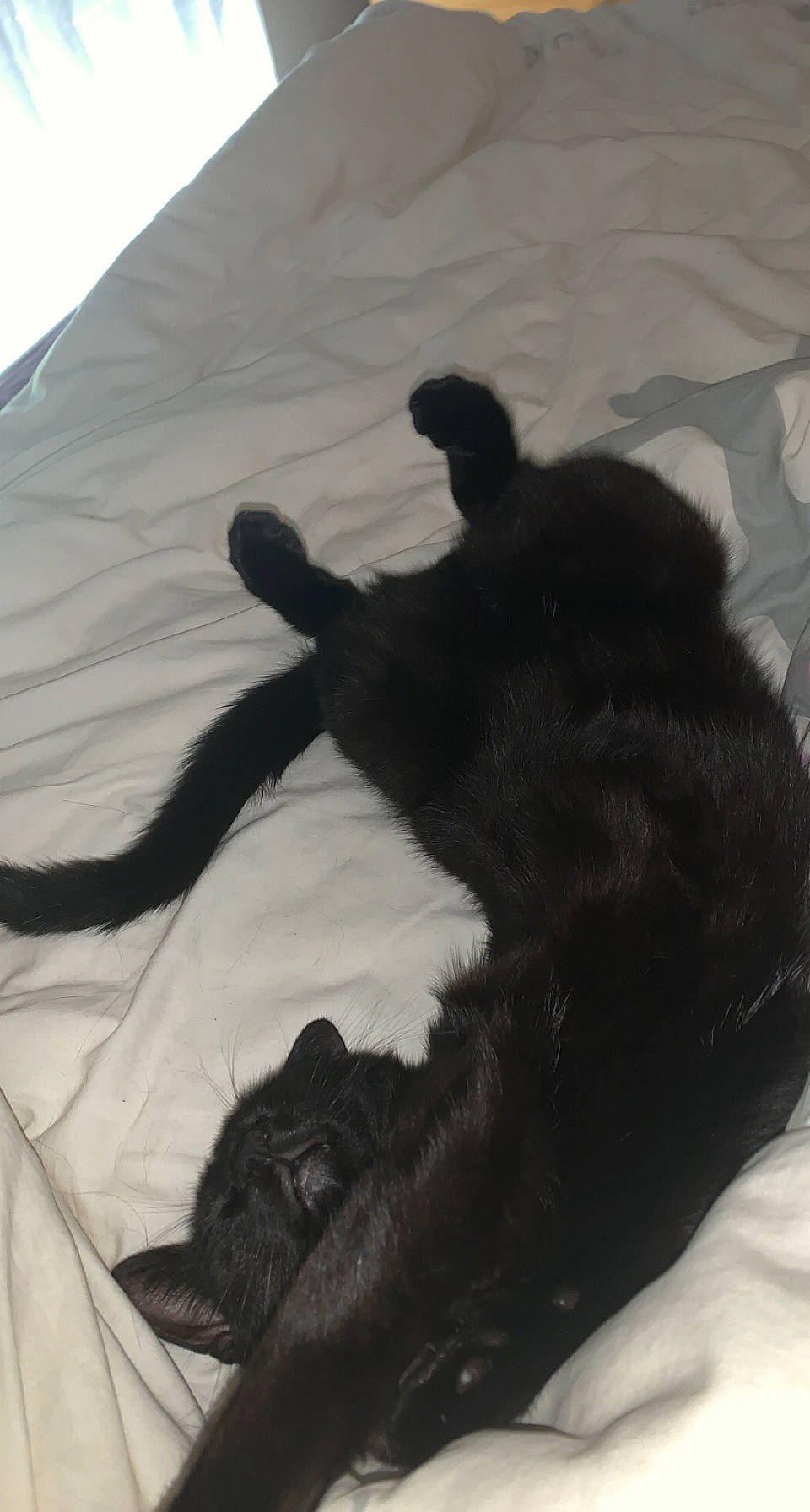 Newt a rejoint le concours — aidez-le/la à gagner de superbes lots ! black_cat, carnivore, comfort, companion_dog, dog_breed, felidae, fur, gesture, linens, mammal, paw, sand, shadow, small_to_medium_sized_cats, sporting_group, tail, tent, tints_and_shades, vertebrate, whiskers