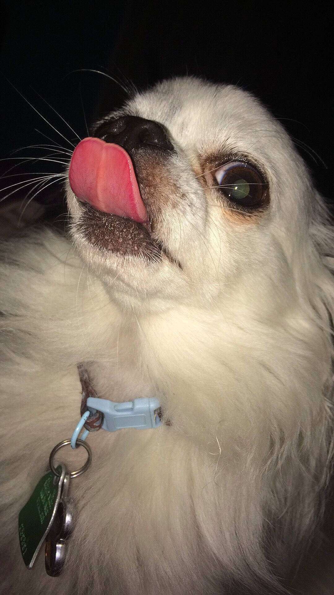 Bently joined the competition — help win amazing prizes! carnivore, collar, companion_dog, dog, dog_breed, dog_collar, ear, eyelash, fashion_accessory, fawn, fur, iris, jaw, nose, paw, pet_supply, snout, terrestrial_animal, whiskers, working_animal