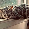 Pope is registered to the contest to win money with this photo: cat, tabby, sleeping, windowsill, sunlight, feline, pet, indoor, relaxed, fur, striped, resting, closeup, window, daylight, animal, domestic, cute, whiskers, mammal