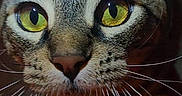 Pope is registered to the contest to win money with this photo: cat, tabby, close_up, yellow_eyes, whiskers, face, pet, animal, feline, portrait, curious, indoor, dark_background, looking_at_camera, muzzle, ears, nose, fur, domestic_cat, whiskers_long