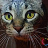 cat, tabby, close_up, yellow_eyes, whiskers, face, pet, animal, feline, portrait, curious, indoor, dark_background, looking_at_camera, muzzle, ears, nose, fur, domestic_cat, whiskers_long