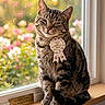 cat, tabby, ribbon, windowsill, window, flowers, blurred_background, plaque, pet_competition, cute, sitting, indoor, feline, animal, portrait, fur, whiskers, domestic_cat, pet, award